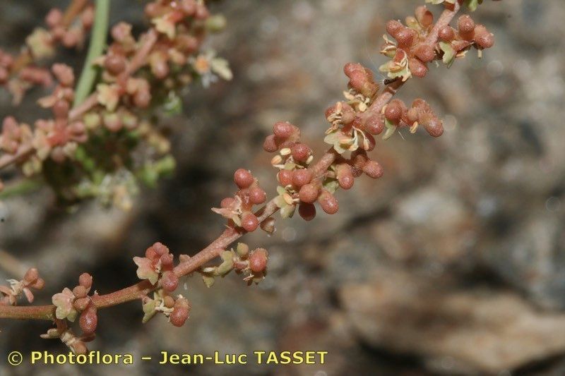 Sesamoides prostrata fruit