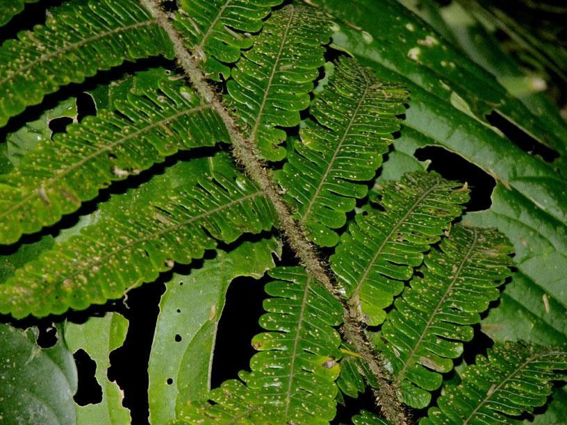 Cyathea ursina — houseplant care guide