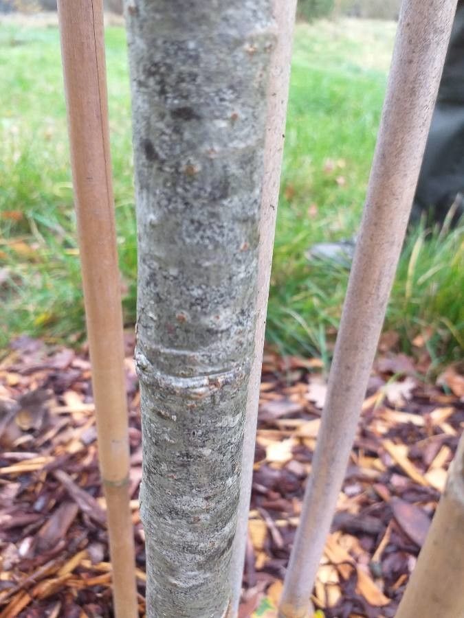 Tilia chinensis bark