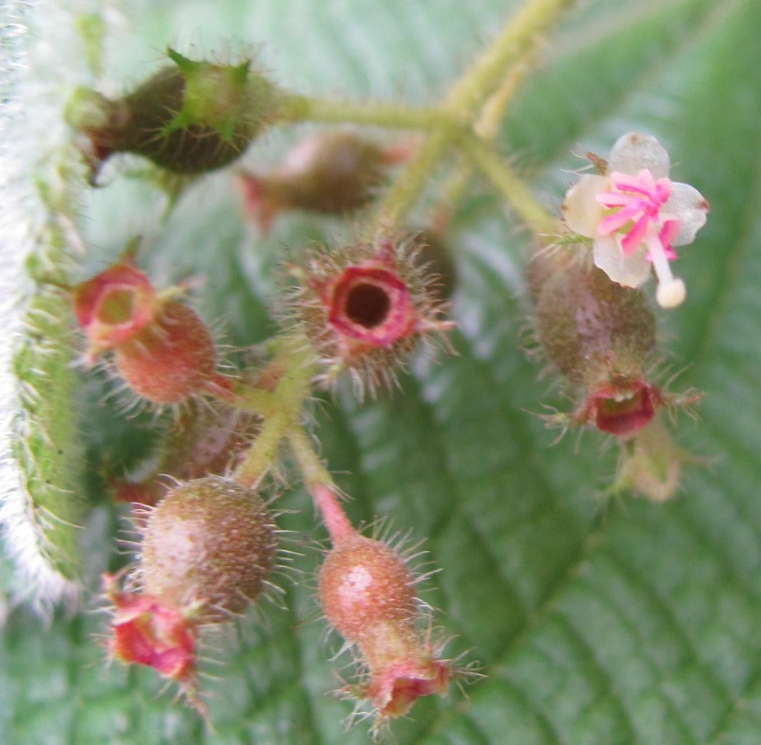 Miconia domociliata flower