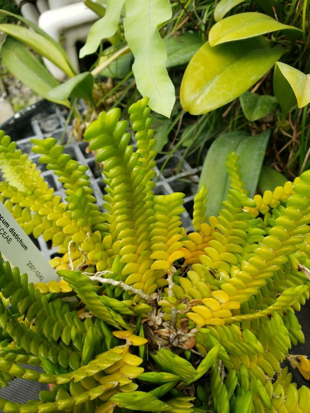 Angraecum distichum — search result for 'Marantaceae'