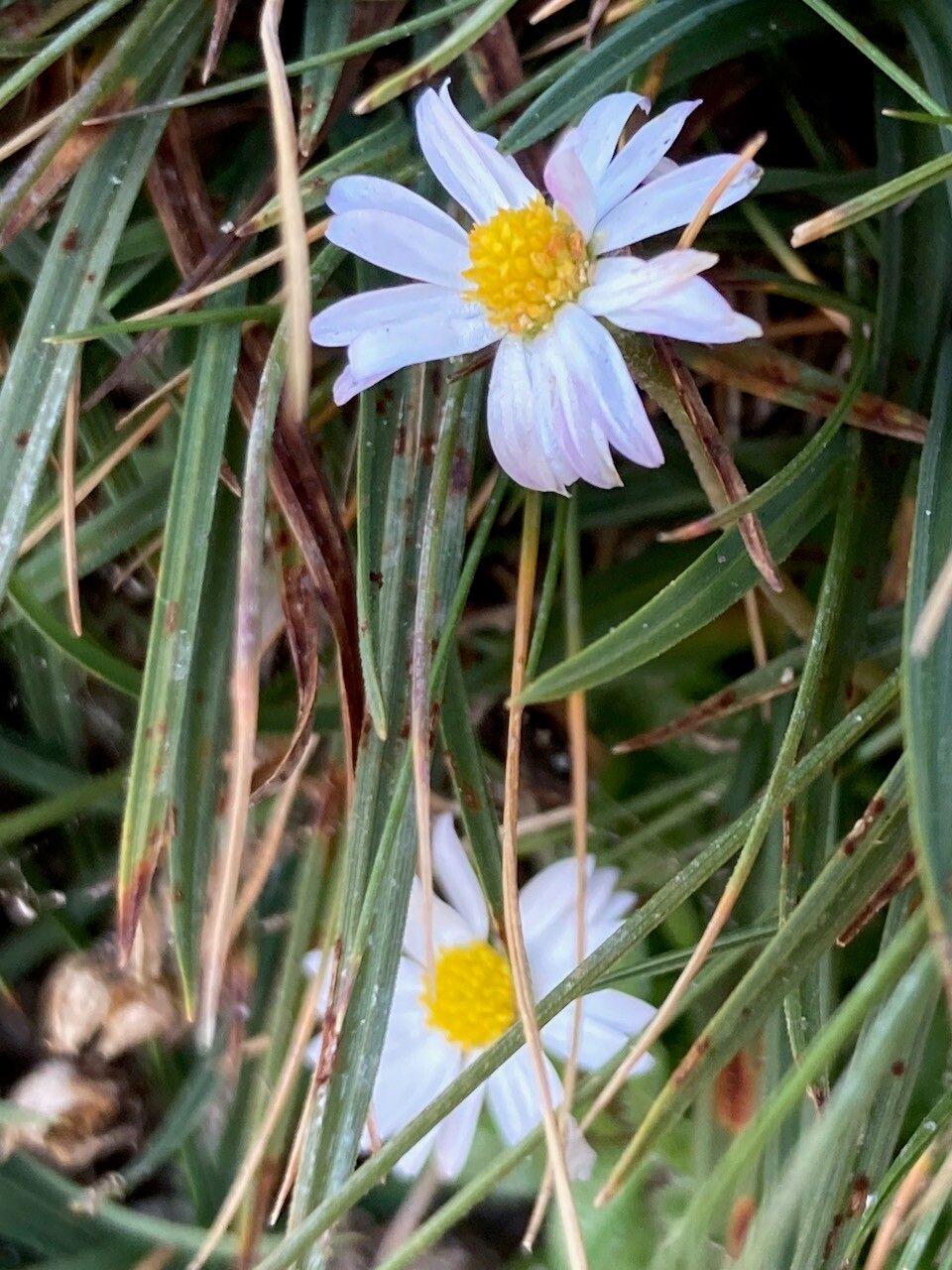 Bellis bernardi flower