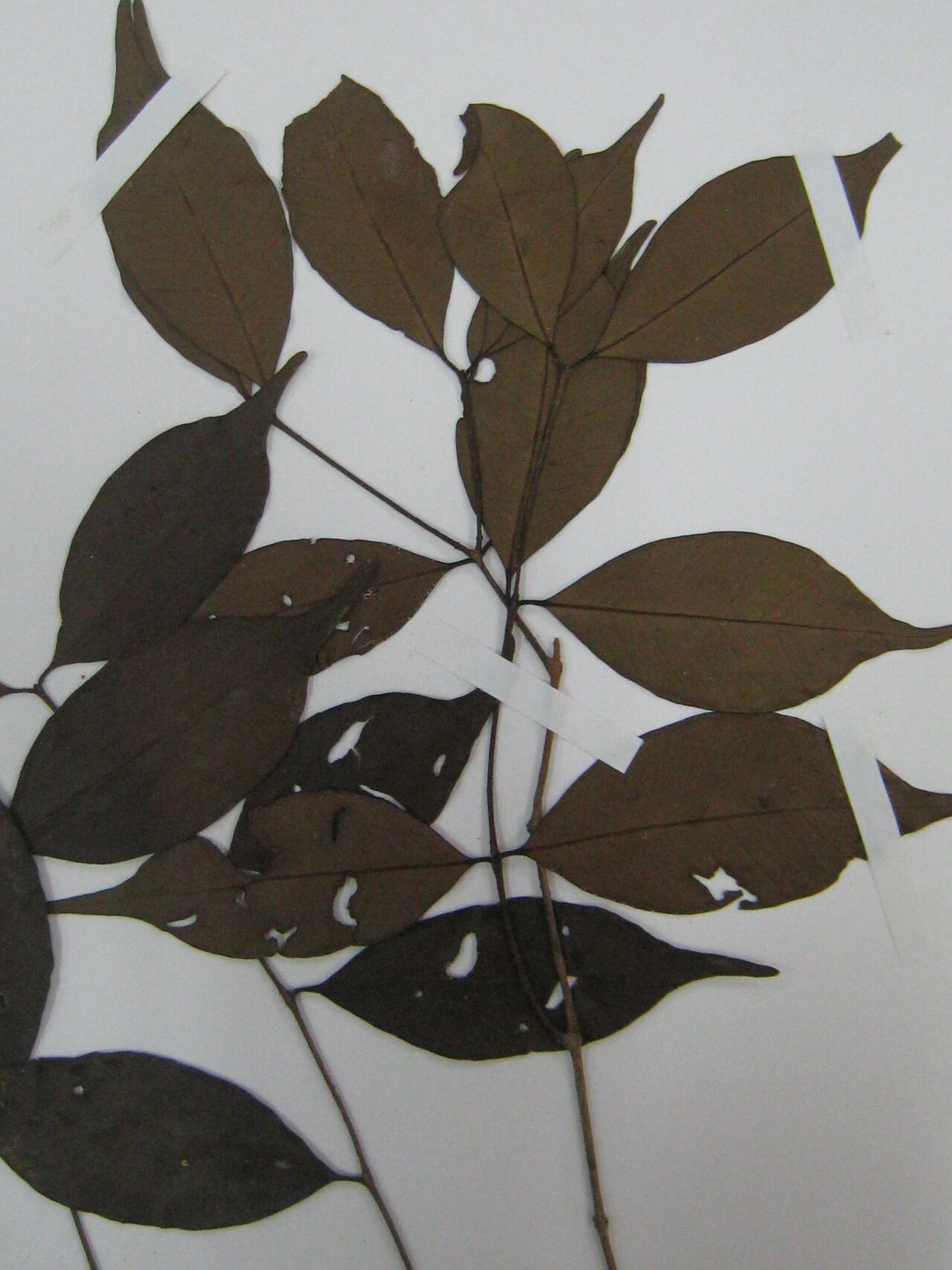 Eugenia pseudopsidium other