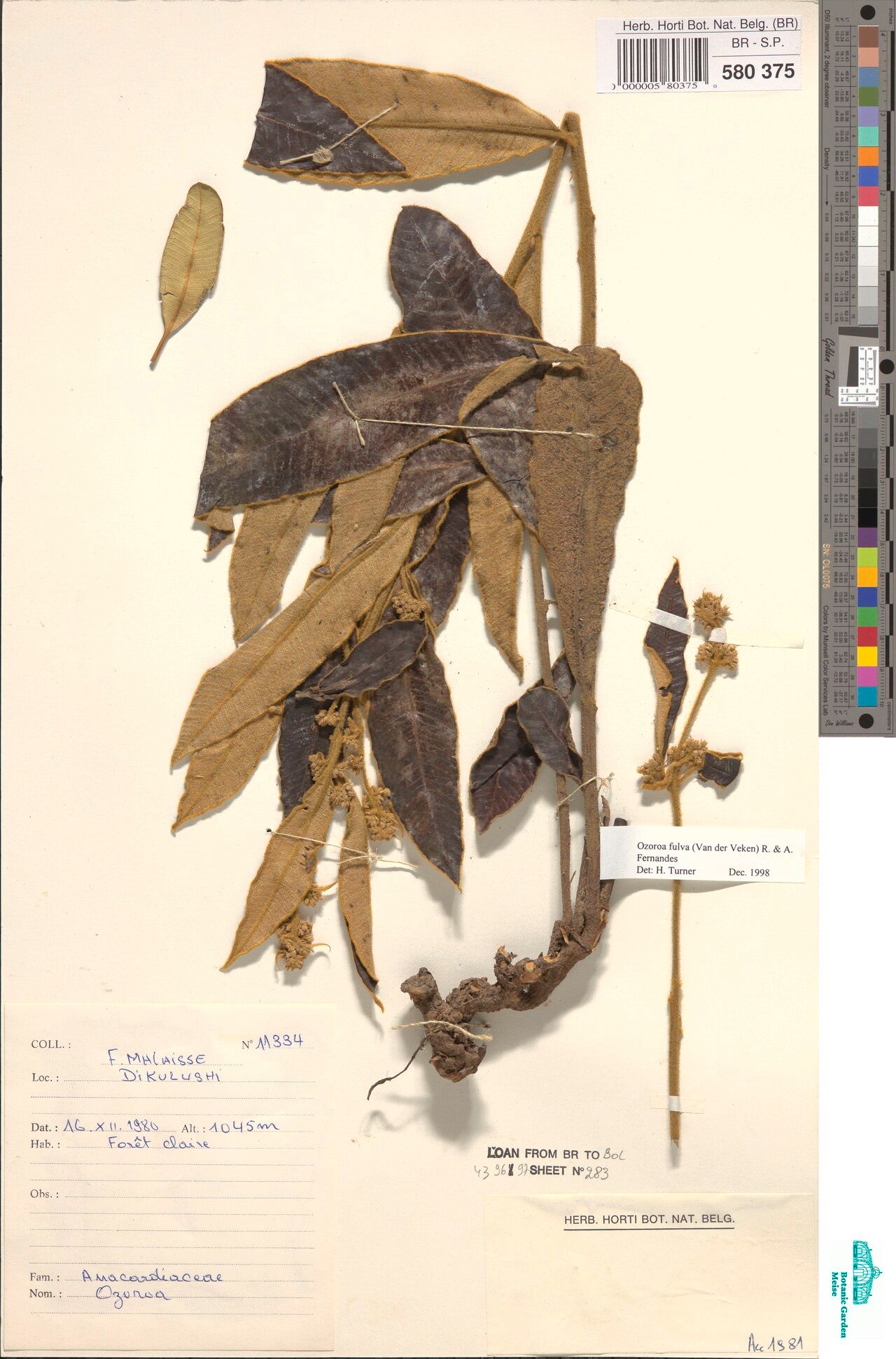 Ozoroa fulva — related species from the same genus