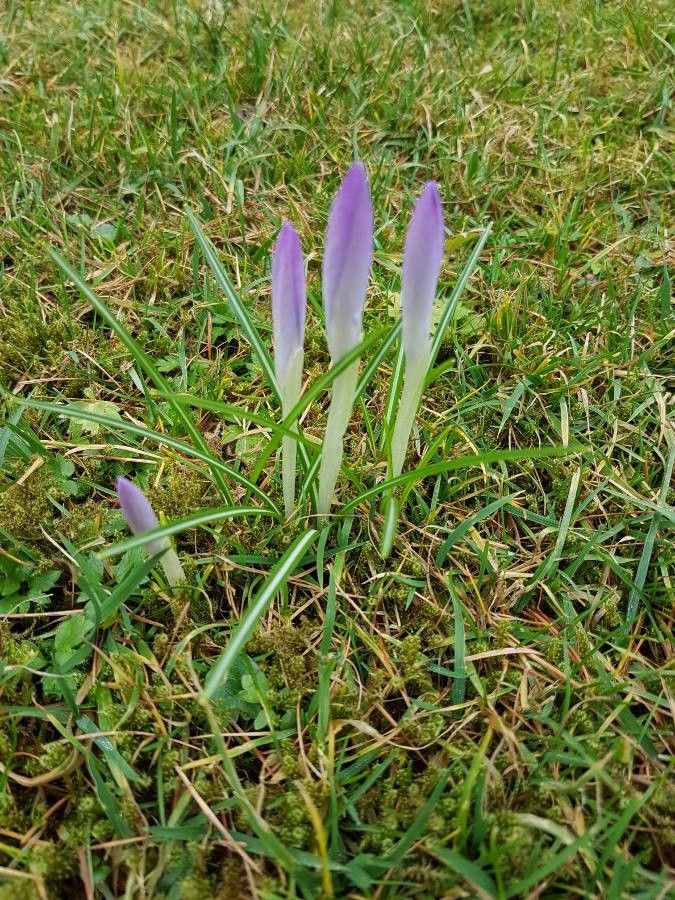 Crocus vernus leaf