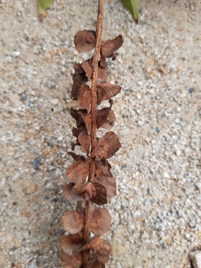 Pterocarya rhoifolia fruit