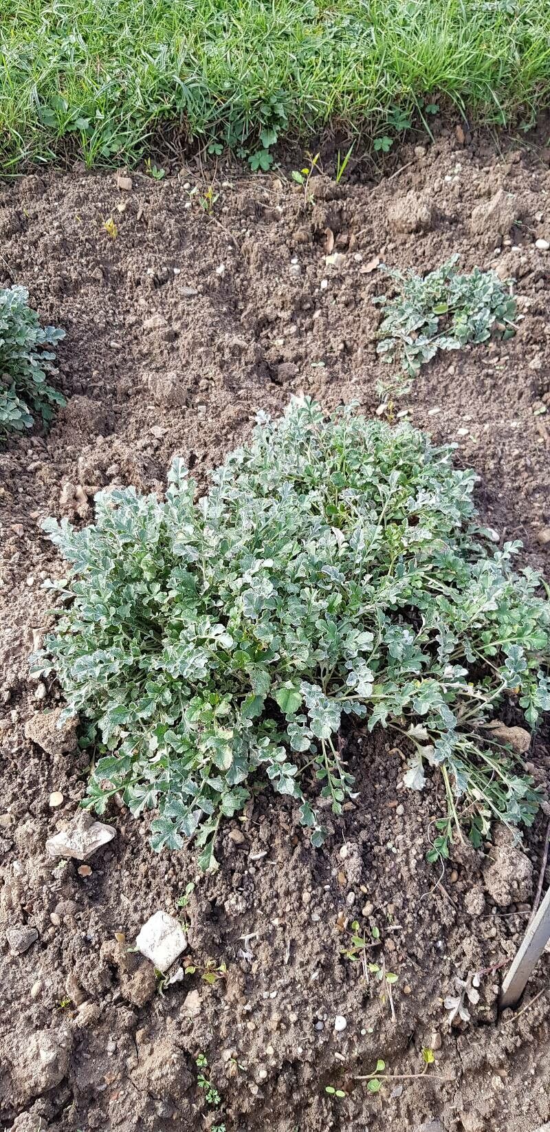 Psephellus simplicicaulis habit