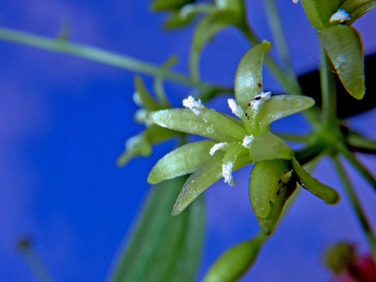 Smilax officinalis flower
