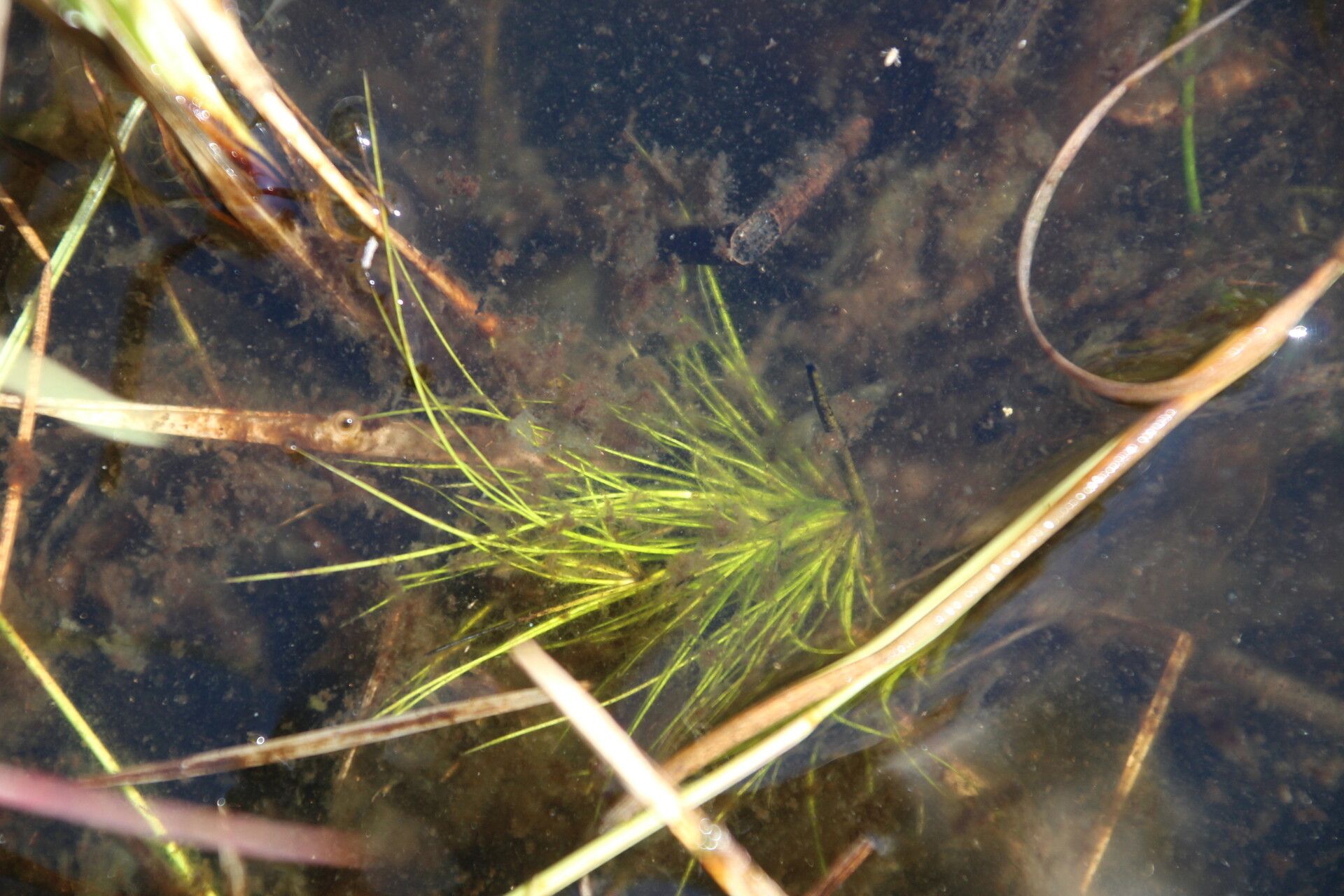 Eleocharis naumanniana leaf