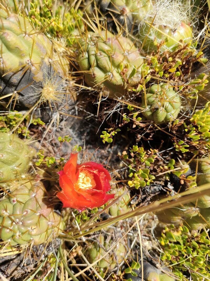 Austrocylindropuntia floccosa flower