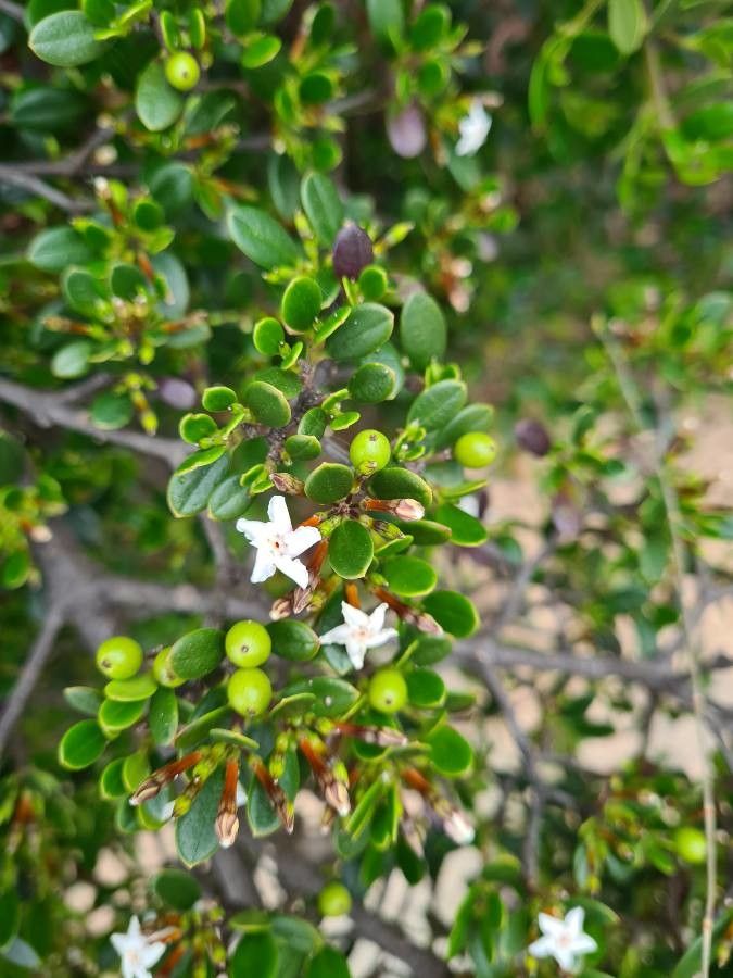 Alyxia buxifolia — related species from the same genus