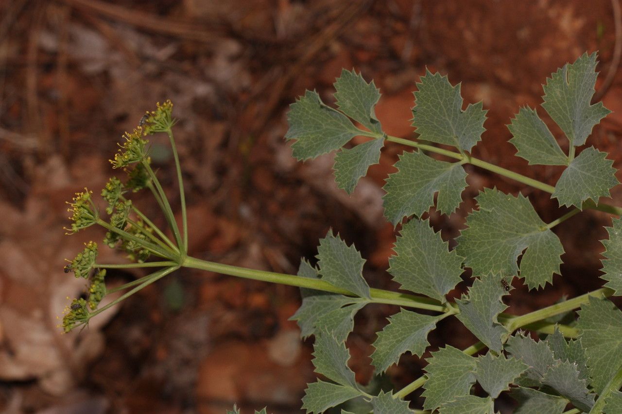 Lomatium howellii habit
