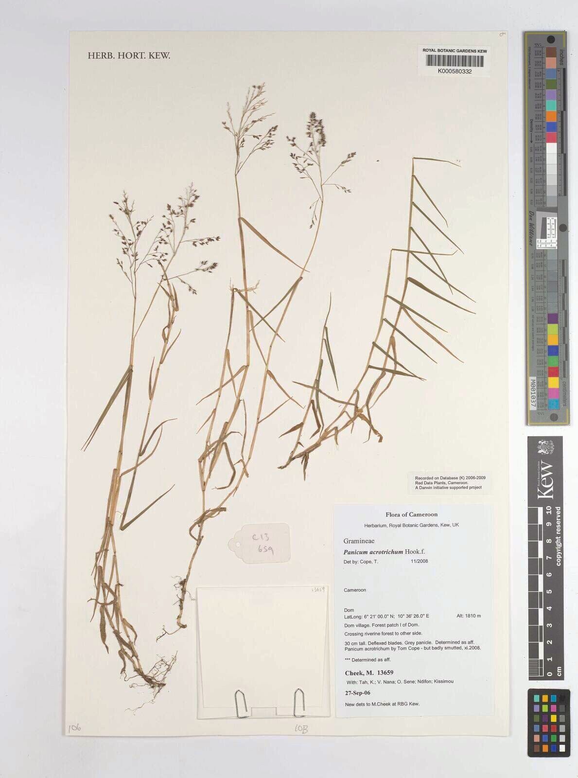 Panicum acrotrichum