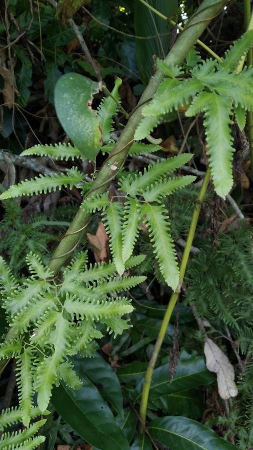 Lygodium volubile leaf
