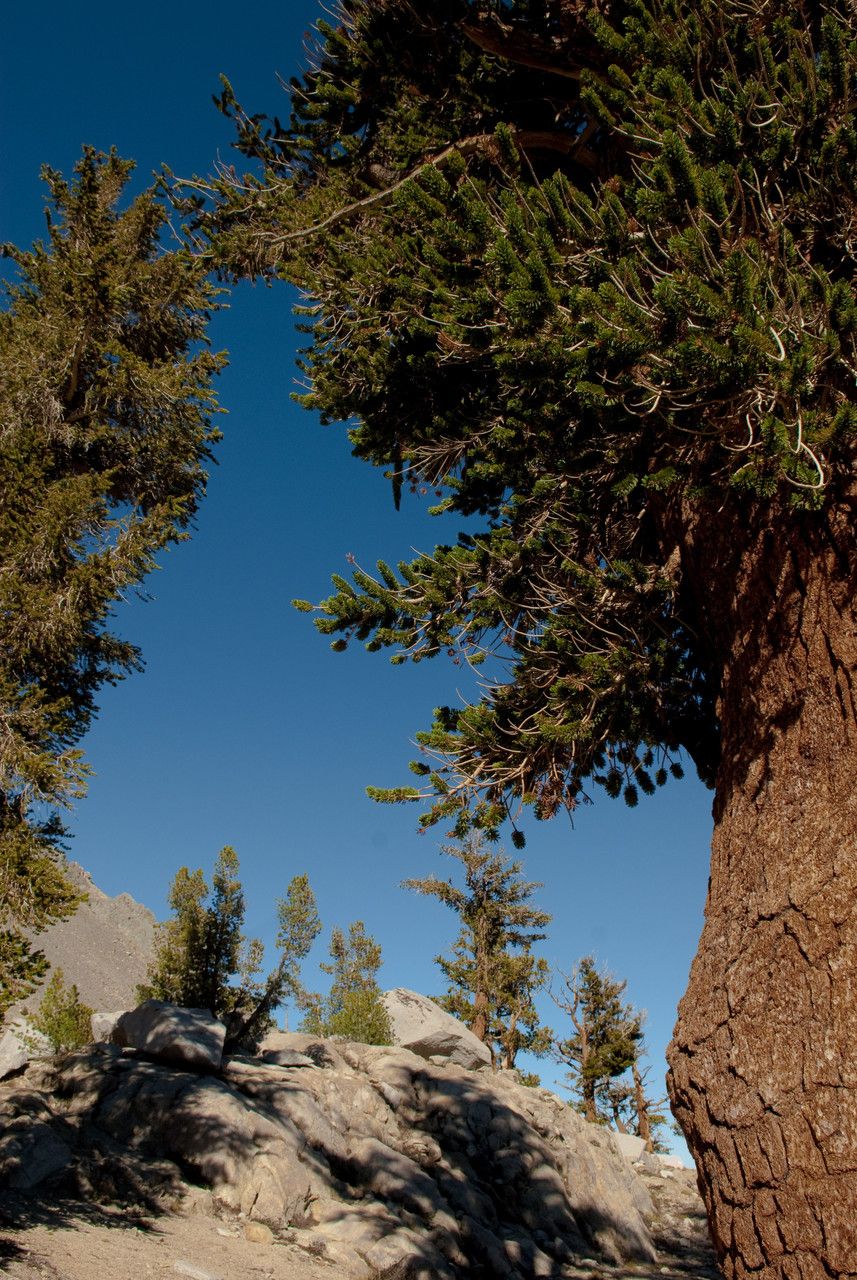 Pinus balfouriana — search result for 'Pinus'