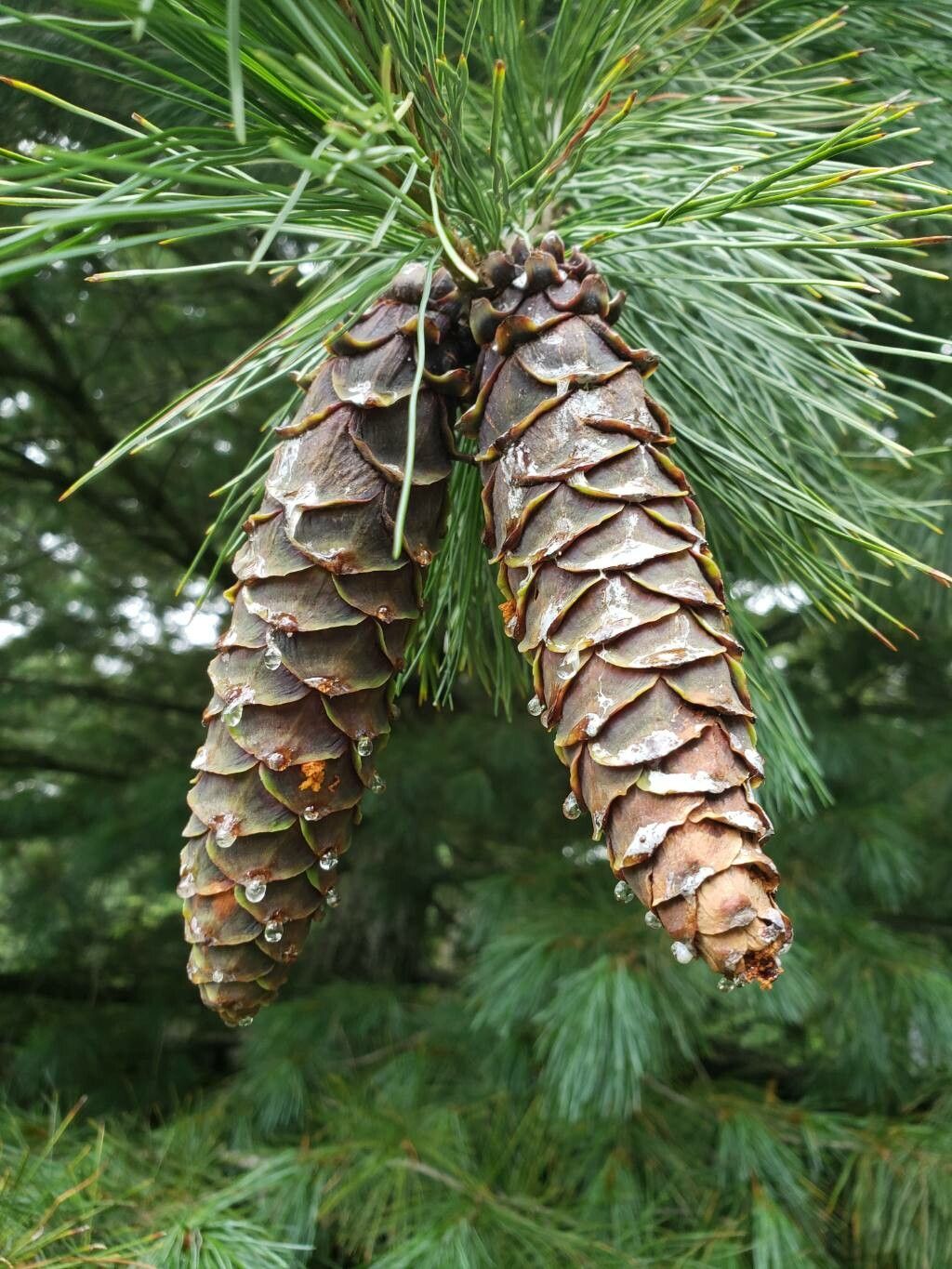 Pinus monticola fruit