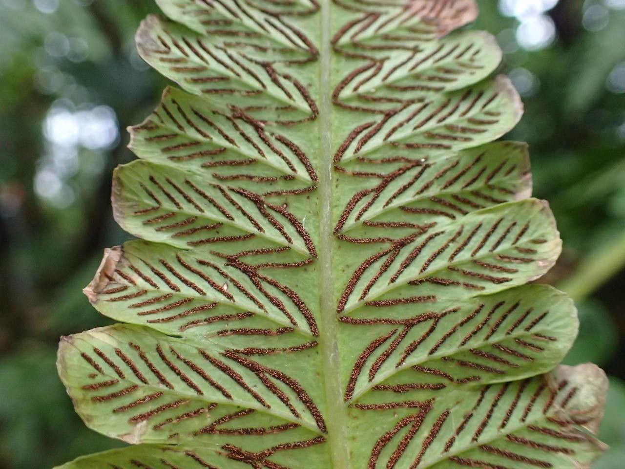 Diplazium proliferum leaf