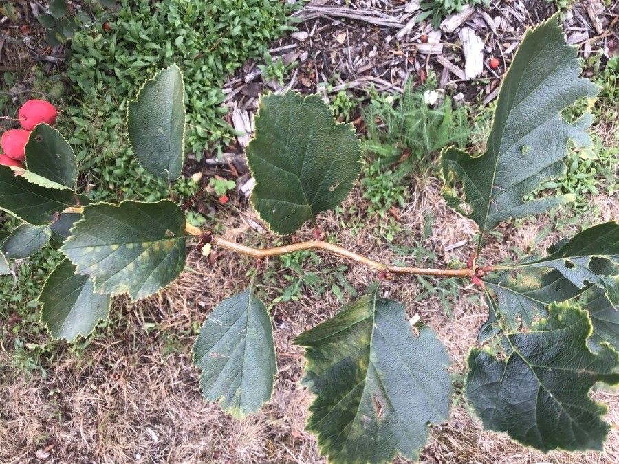 Crataegus chrysocarpa leaf