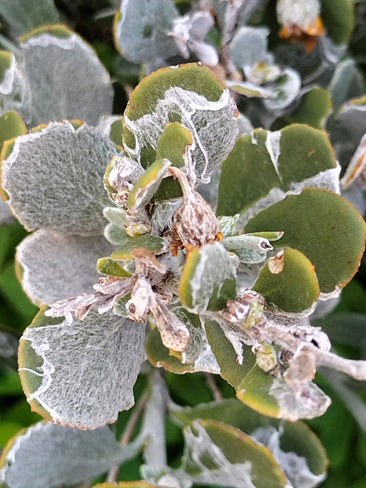 Osteospermum incanum leaf