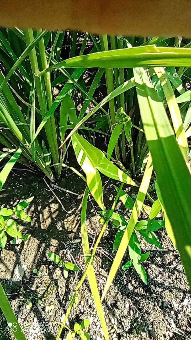 Sagittaria trifolia leaf