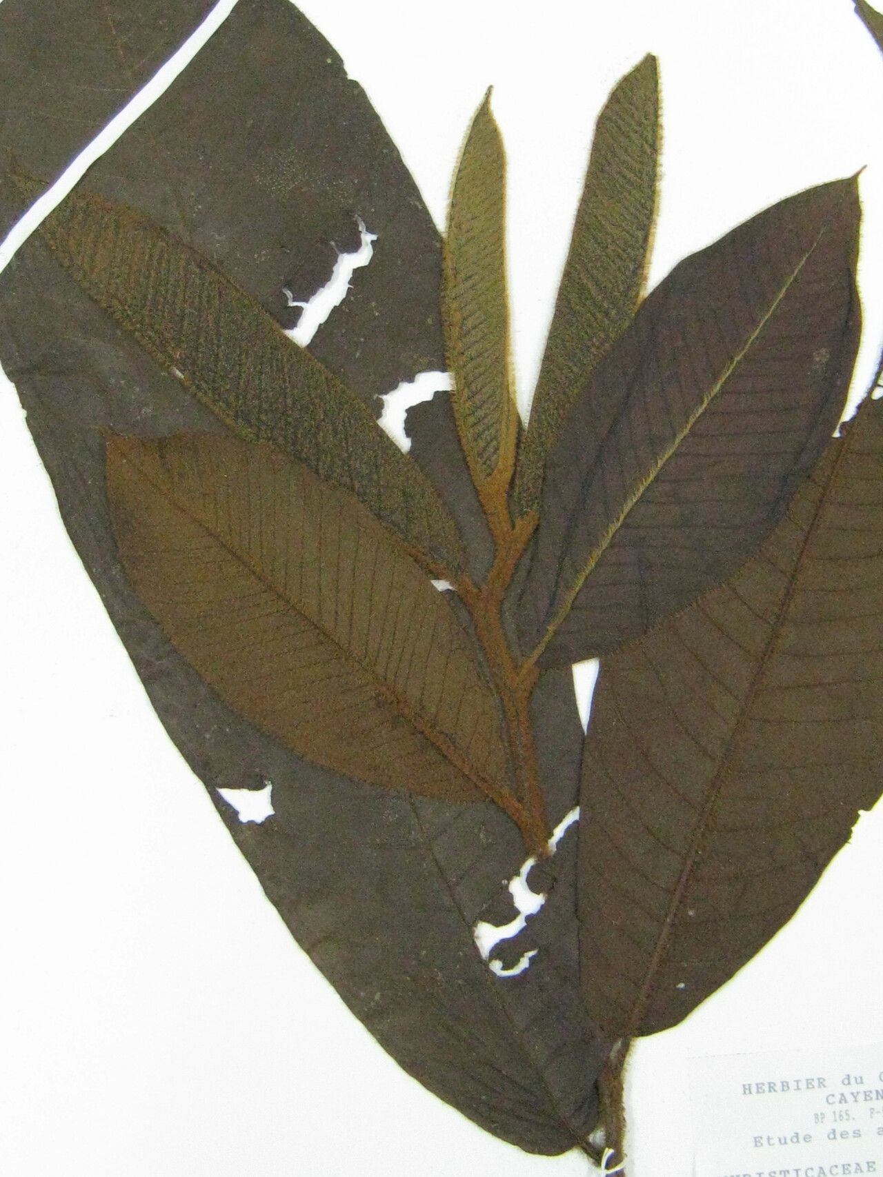 Virola multicostata other