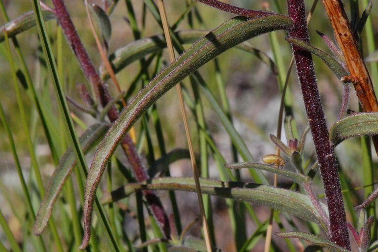 Castilleja peckiana bark