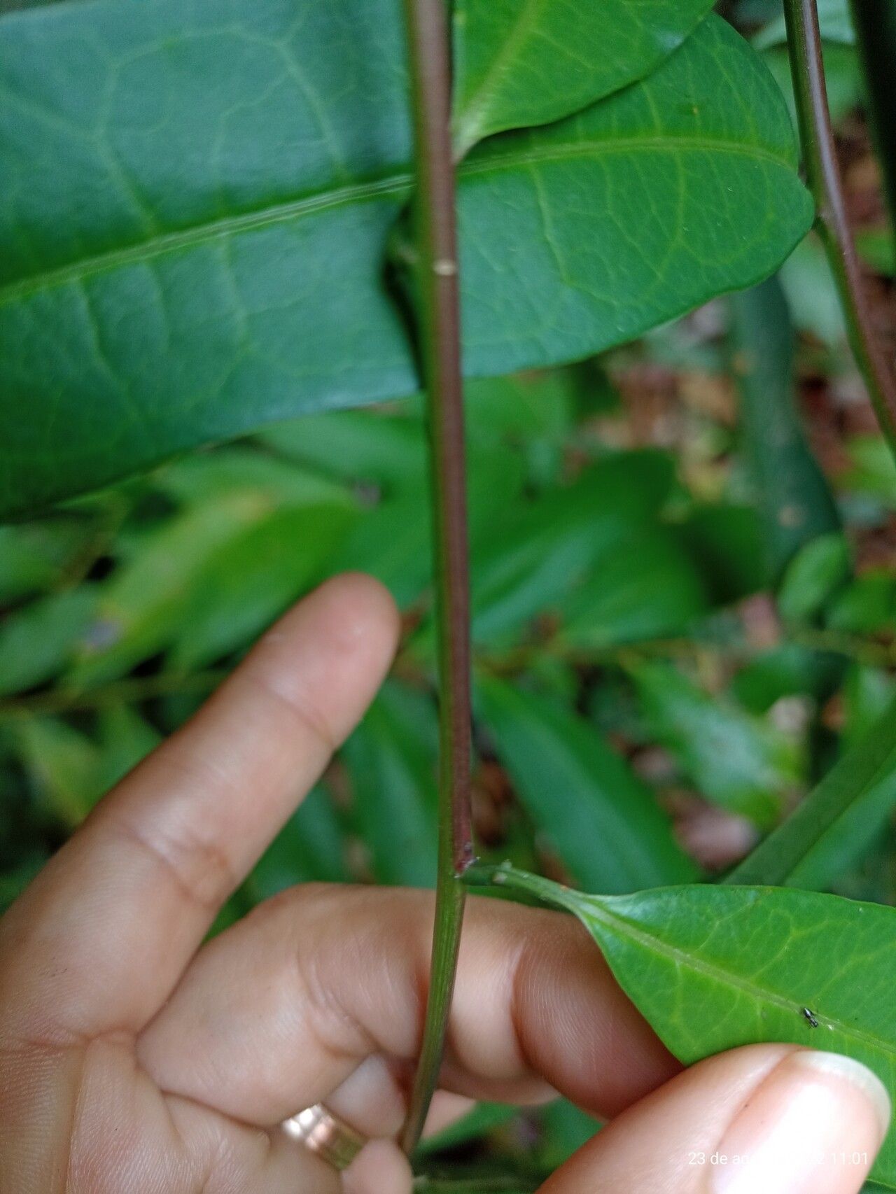 Passiflora ernestii — houseplant care guide