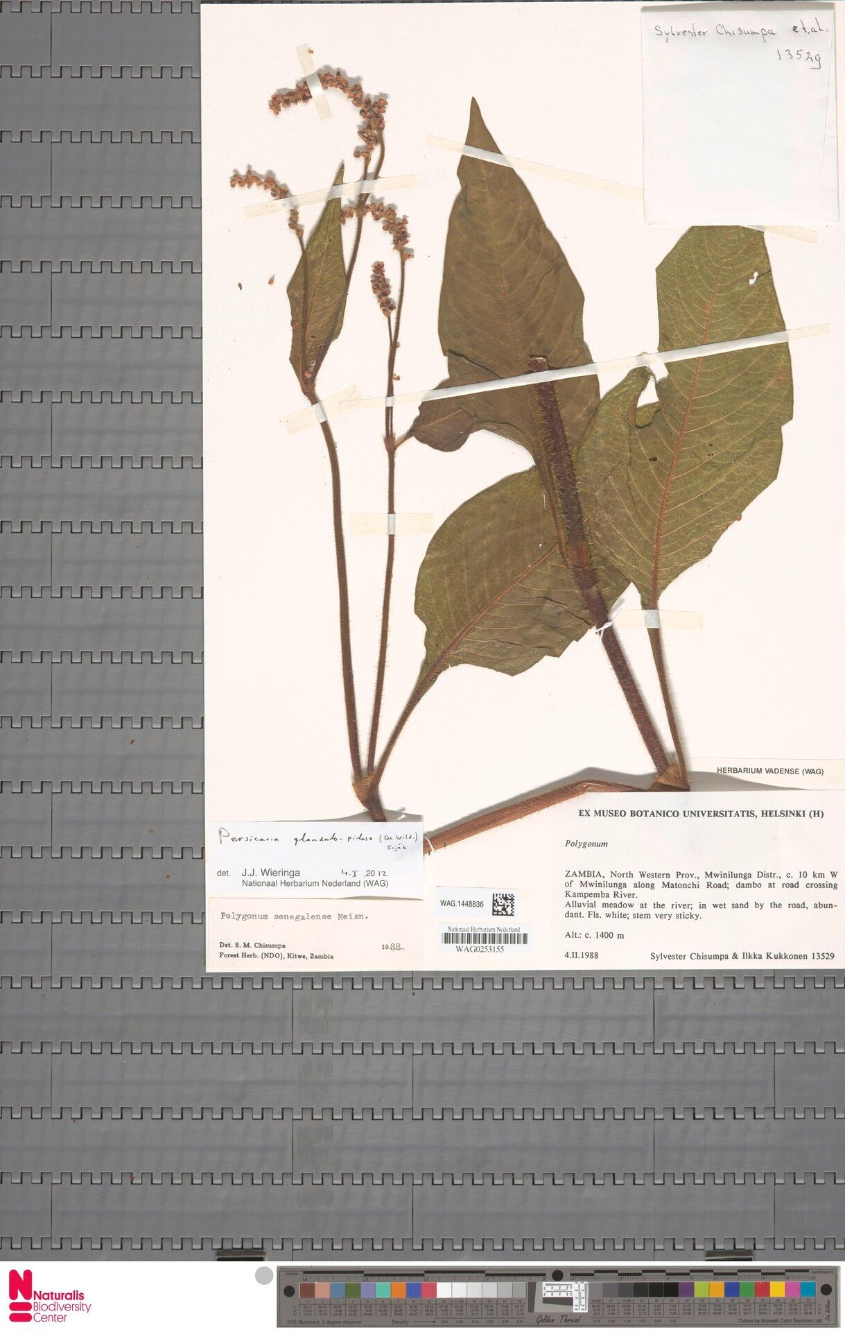 Persicaria glandulopilosa — houseplant care guide