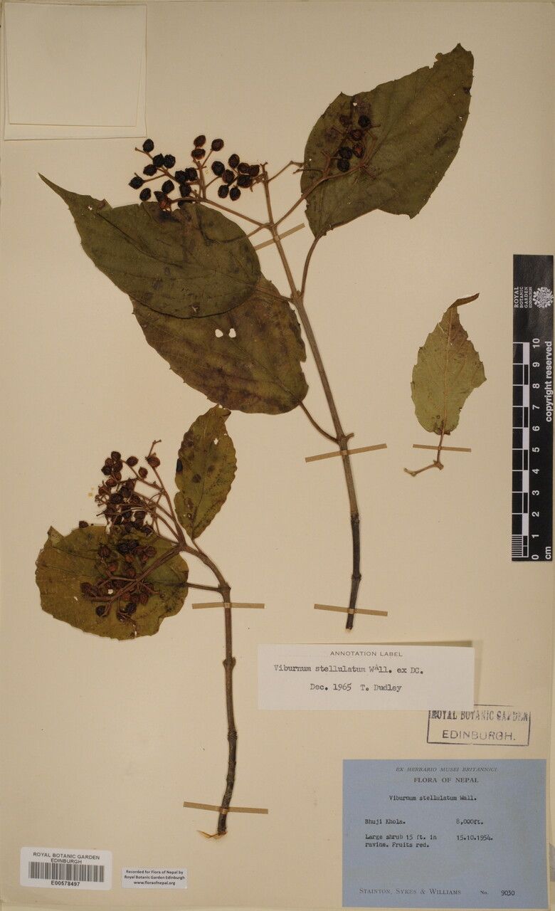 Viburnum mullaha other