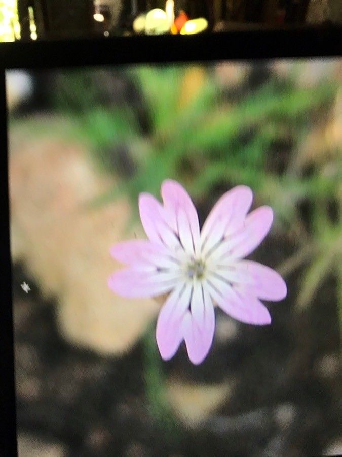 Petrorhagia velutina flower