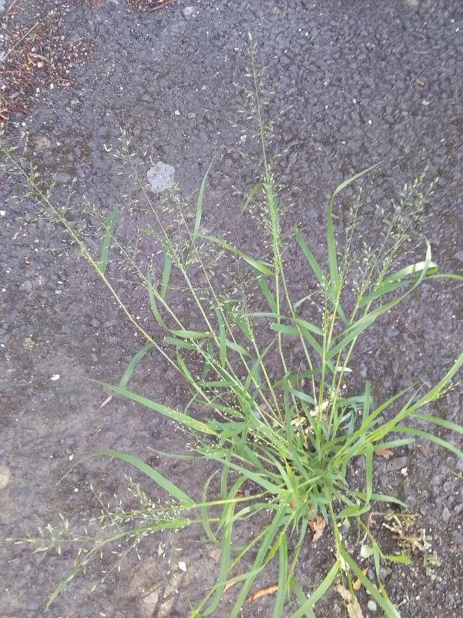 Eragrostis unioloides habit