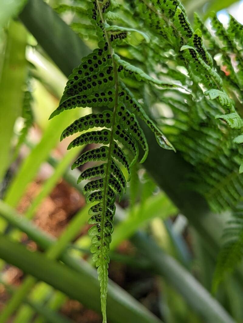 Dryopteris oligodonta fruit
