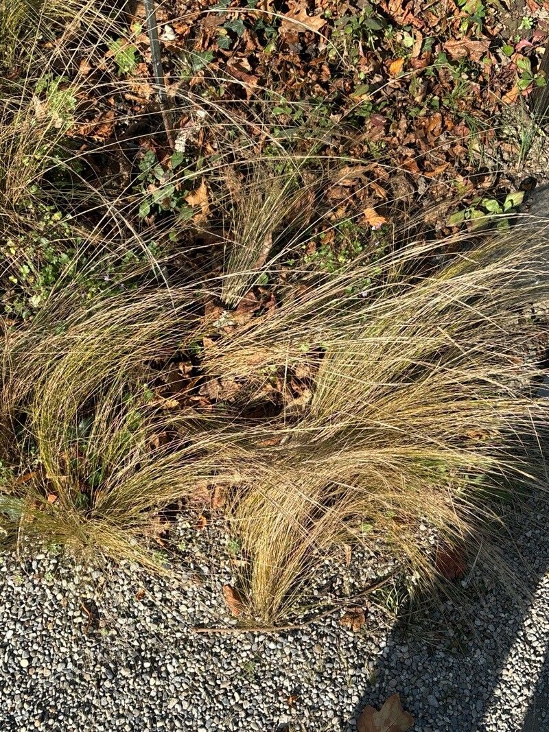 Stipa papposa — search result for 'Stipa'