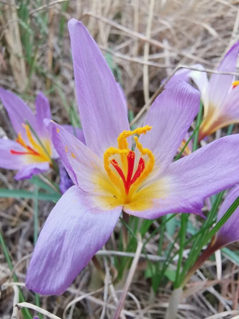 Crocus thomasii flower