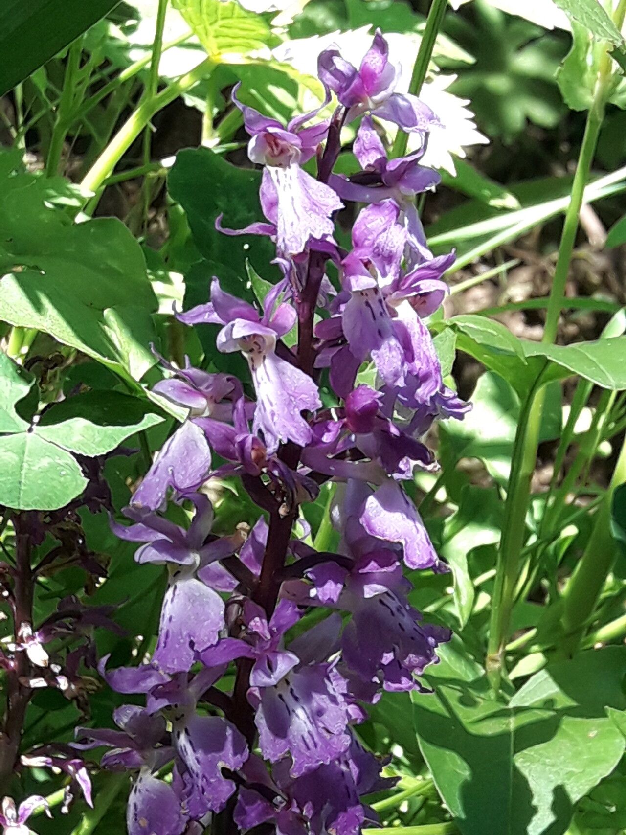 Orchis patens flower