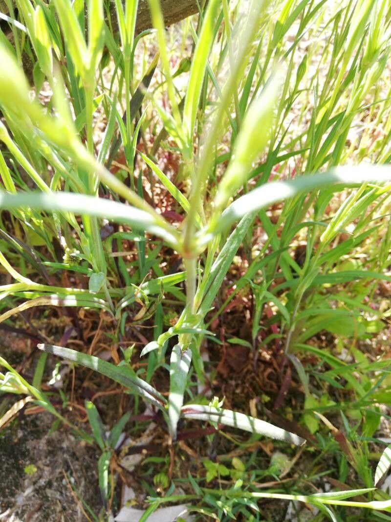 Eudianthe coeli-rosa — search result for 'Silene'