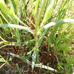 Eudianthe coeli-rosa