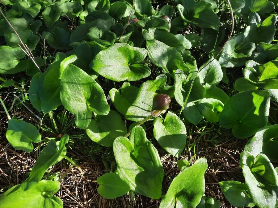 Arisarum vulgare fruit