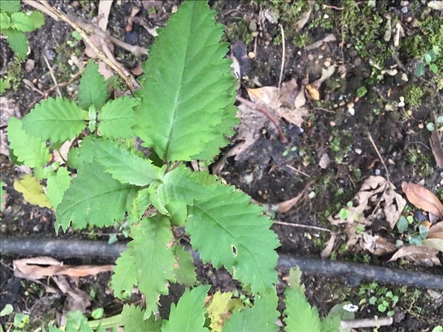 Jovellana violacea leaf