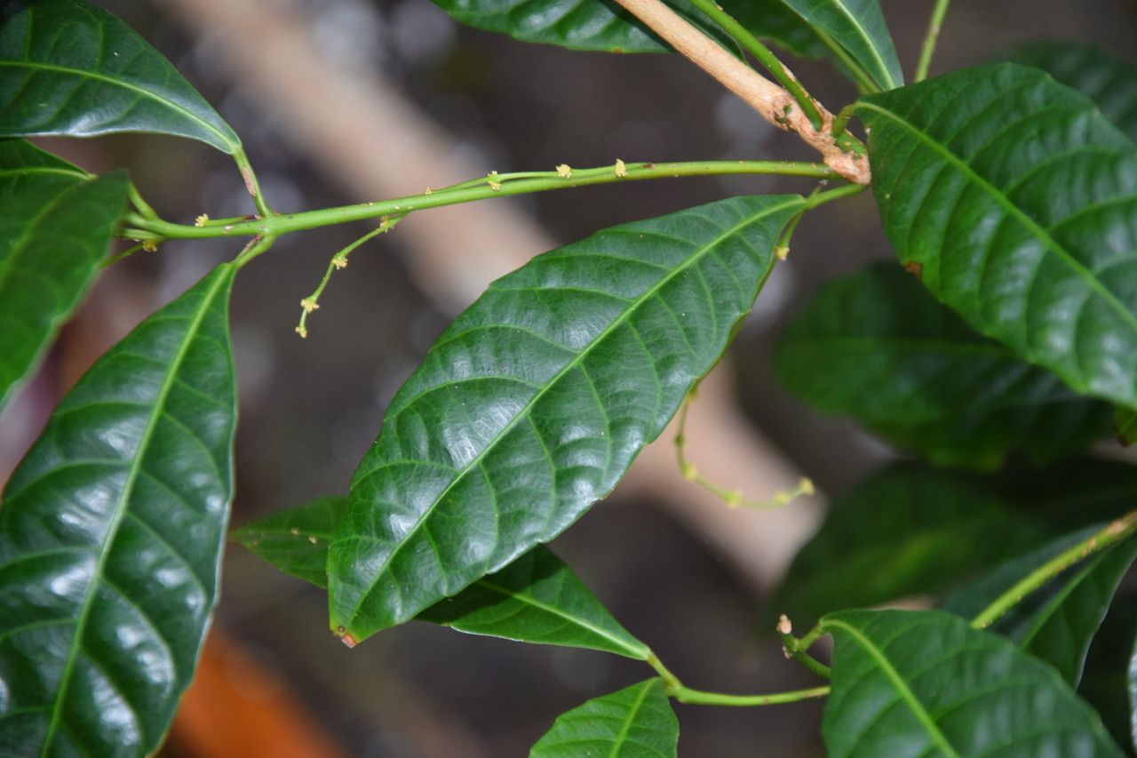 Bocquillonia rhomboidea leaf
