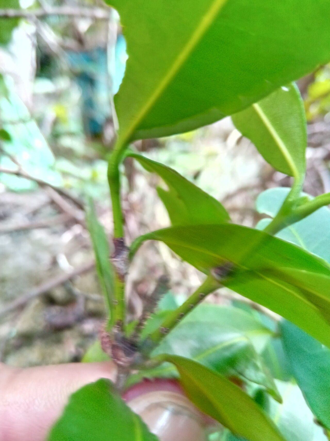 Ixora ripicola — houseplant care guide