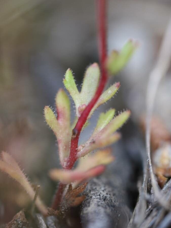 Saxifraga tridactylites — search result for 'Saxifragaceae'