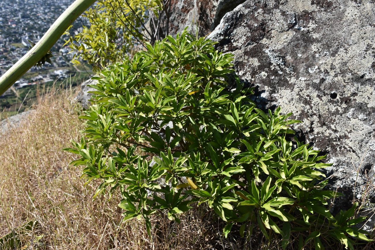 Psiadia viscosa habit