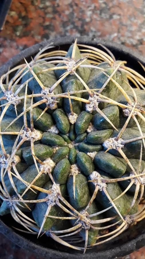 Gymnocalycium schroederianum leaf