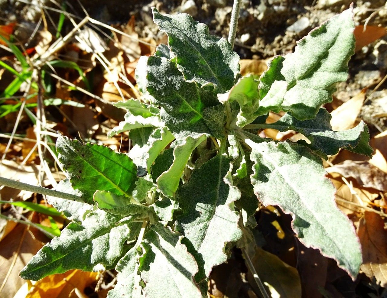 Eriogonum elongatum habit