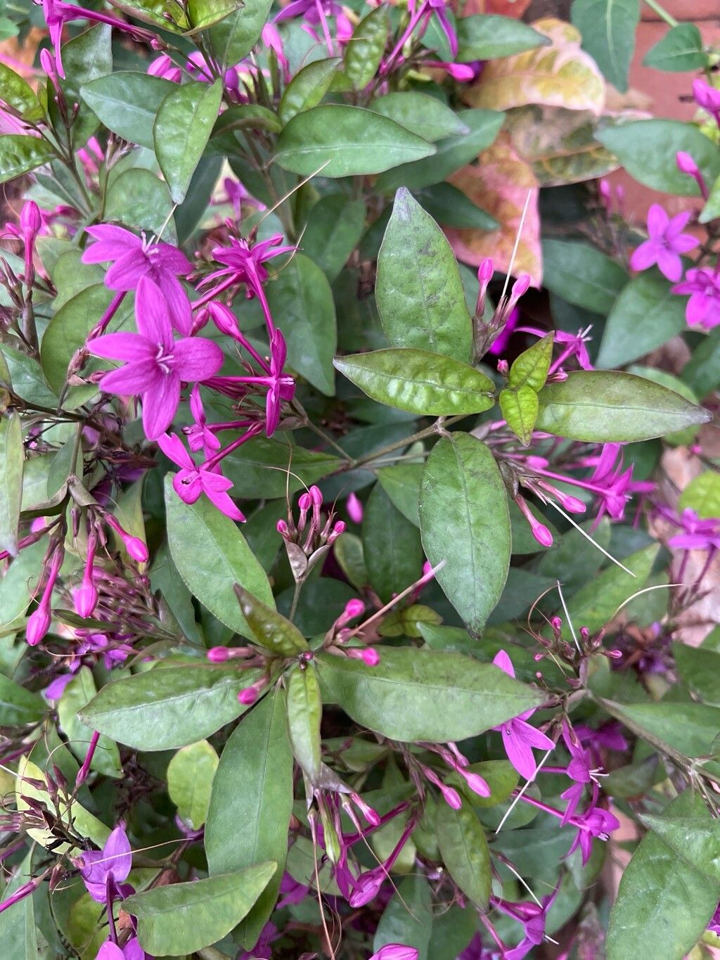 Eranthemum erythrochilum — related species from the same genus