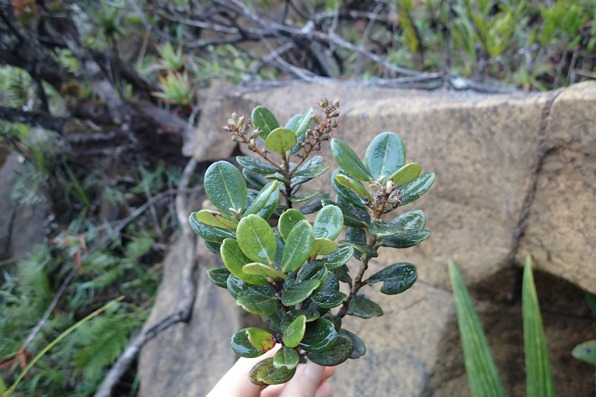 Quintinia oreophila habit
