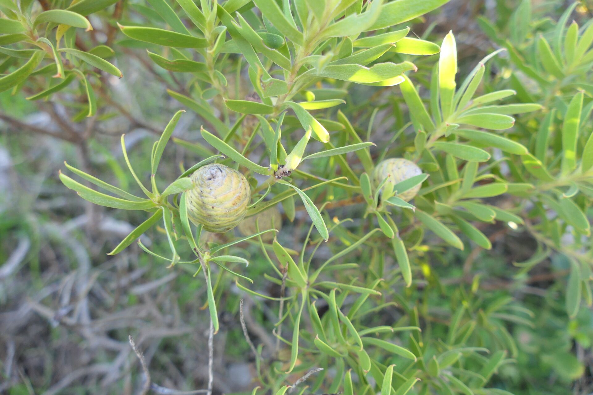 Leucadendron coniferum flower