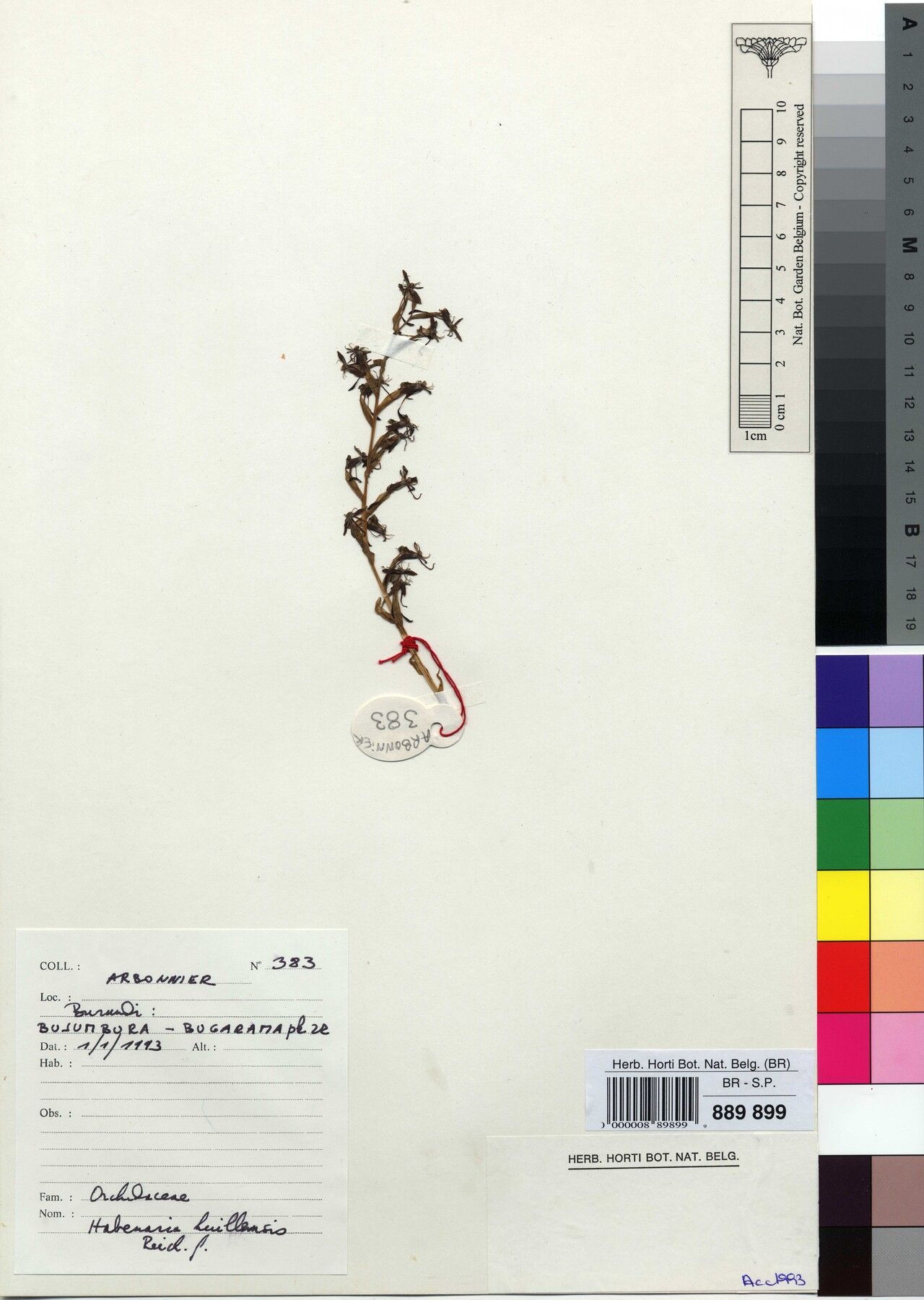 Habenaria huillensis — houseplant care guide