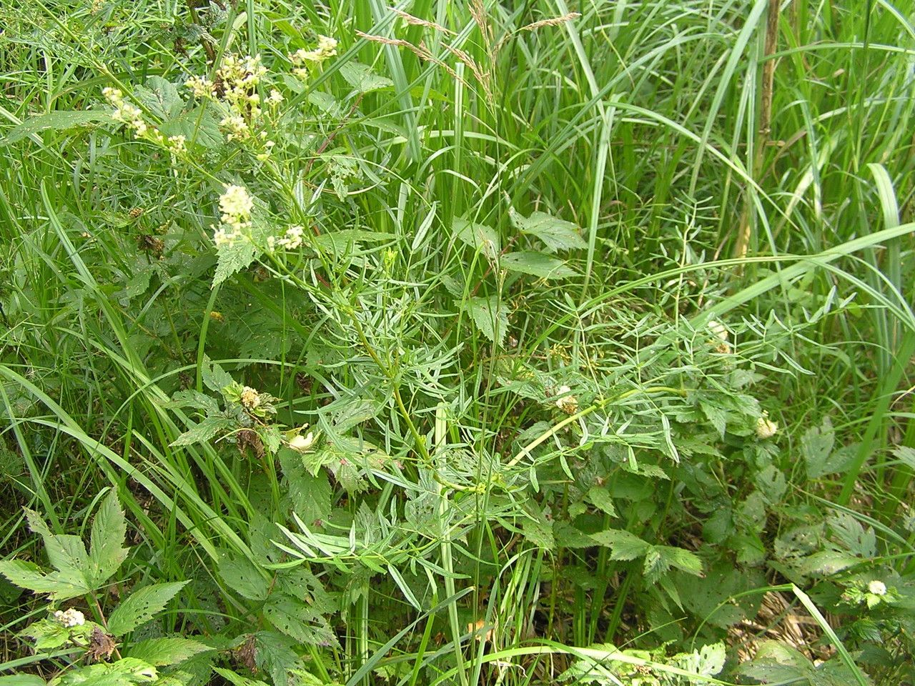 Thalictrum lucidum habit